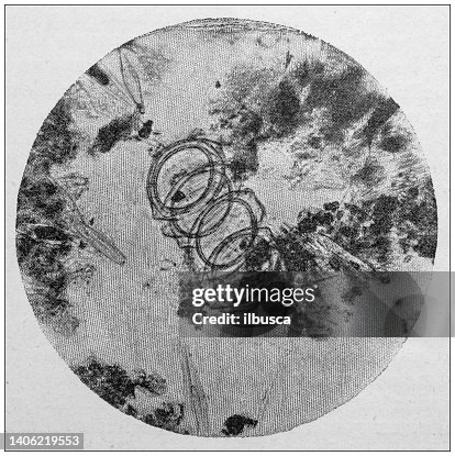 Antique photo: Paris water on microscope, Antique photo: Paris water on microscope,