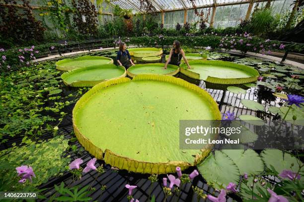 Botanical artist Lucy Smith and Kew Gardens' scientific and botanical research horticulturalist Carlos Magdalena pose for photographs with the...