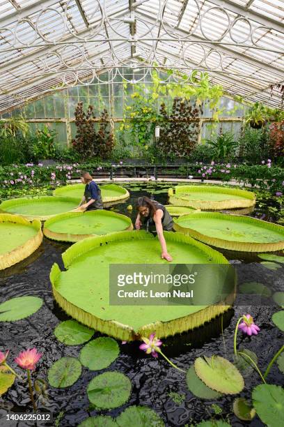 Botanical artist Lucy Smith and Kew Gardens' scientific and botanical research horticulturalist Carlos Magdalena pose for photographs with the...