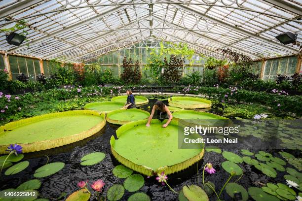 Botanical artist Lucy Smith and Kew Gardens' scientific and botanical research horticulturalist Carlos Magdalena pose for photographs with the...