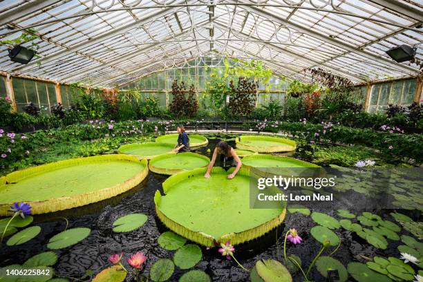 Botanical artist Lucy Smith and Kew Gardens' scientific and botanical research horticulturalist Carlos Magdalena pose for photographs with the...