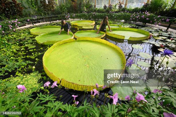 Botanical artist Lucy Smith and Kew Gardens' scientific and botanical research horticulturalist Carlos Magdalena pose for photographs with the...