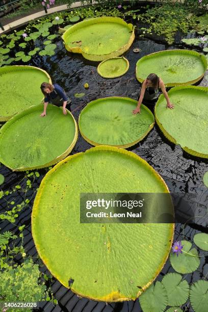 Botanical artist Lucy Smith and Kew Gardens' scientific and botanical research horticulturalist Carlos Magdalena pose for photographs with the...