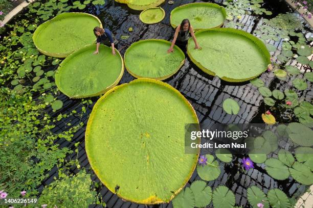 Botanical artist Lucy Smith and Kew Gardens' scientific and botanical research horticulturalist Carlos Magdalena pose for photographs with the...