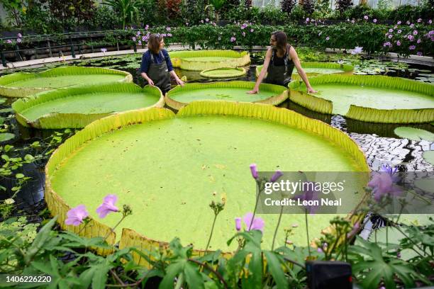 Botanical artist Lucy Smith and Kew Gardens' scientific and botanical research horticulturalist Carlos Magdalena pose for photographs with the...