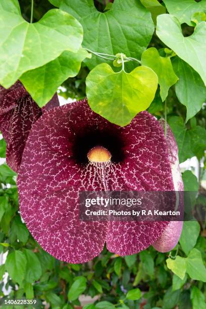 aristolochia gigantea (giant dutchman's pipe) - aristolochia stock pictures, royalty-free photos & images