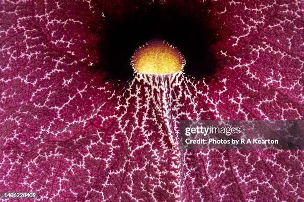 aristolochia gigantea (giant dutchman's pipe) - bordeaux foto e immagini stock