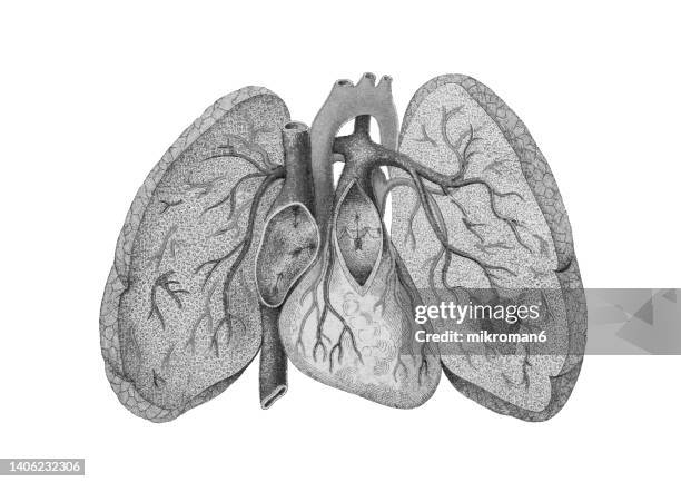 old chromolithograph illustration of the human bloodstream - human blood stock pictures, royalty-free photos & images
