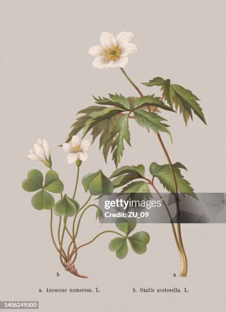 ilustraciones, imágenes clip art, dibujos animados e iconos de stock de flores de primavera (ranunculaceae, oxalidaceae), cromolitografía, publicada en 1884 - acederilla