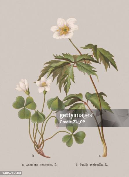 29 Anemone Nemorosa High Res Illustrations - Getty Images