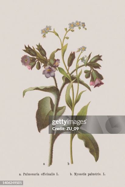 spring flowers (boraginaceae), chromolithograph, published in 1884 - pulmonaria officinalis stock illustrations