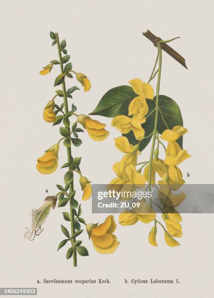 ilustraciones, imágenes clip art, dibujos animados e iconos de stock de flores de primavera (fabaceae), cromolitografía, publicada en 1884 - escoba