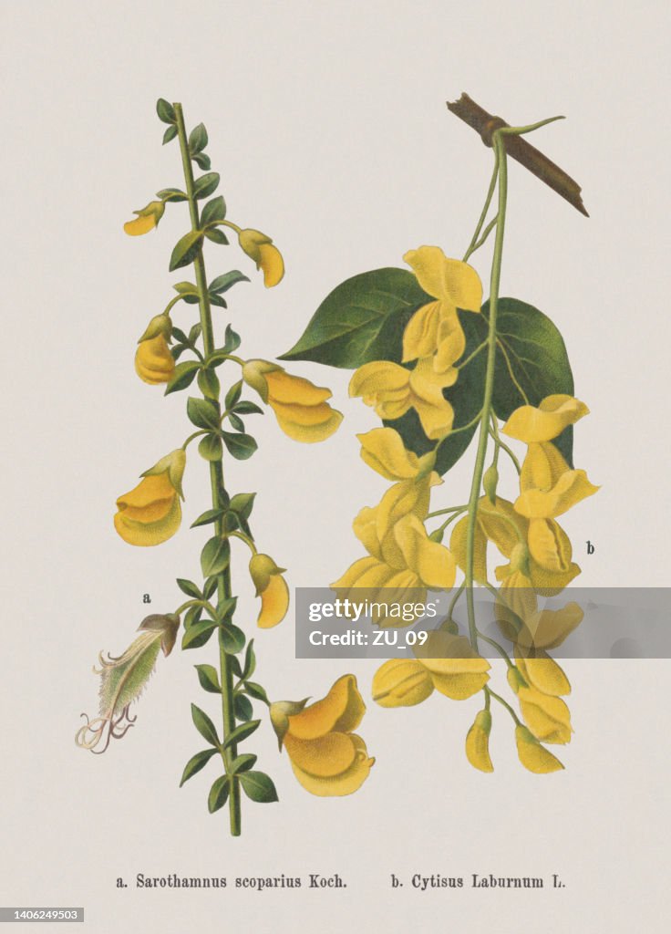Spring flowers (Fabaceae), chromolithograph, published in 1884