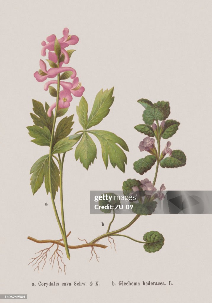 Spring flowers (Papaveraceae, Lamiaceae), chromolithograph, published in 1884
