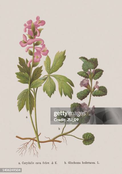 spring flowers (papaveraceae, lamiaceae), chromolithograph, published in 1884 - ground ivy stock illustrations