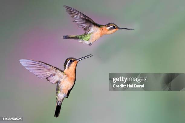 pair of purple throated mountain gem hummingbird females flying - purple throated mountain gem stock pictures, royalty-free photos & images