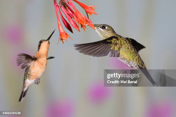 green-crowned brilliant hummingbird female feeding on flower with waiting purple-throated hummingbird female - purple throated mountain gem stock pictures, royalty-free photos & images