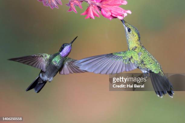 green-crowned brilliant hummingbird female feeding on flower with waiting purple-throated  mountain-gem hummingbird male - purple throated mountain gem stock pictures, royalty-free photos & images