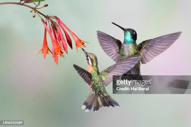 pair of purple throated mountain gem hummingbirds flying with one feeding on flower - purple throated mountain gem stock pictures, royalty-free photos & images