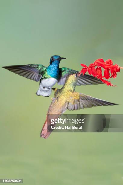 rufous-tailed hummingbird feeding on flower while white-necked jacobin hummingbird male waits - braunschwanzamazilie stock-fotos und bilder