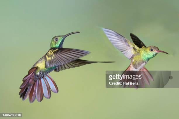 rufous-tailed hummingbird and green-breasted mango hummingbird male flying - braunschwanzamazilie stock-fotos und bilder