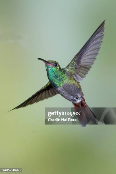 rufous-tailed hummingbird flying - braunschwanzamazilie stock-fotos und bilder