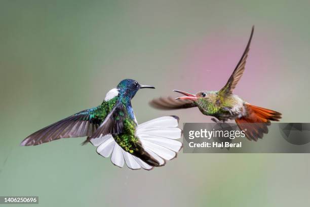 rufous-tailed hummingbird attacking white-necked jacobin hummingbird - braunschwanzamazilie stock-fotos und bilder