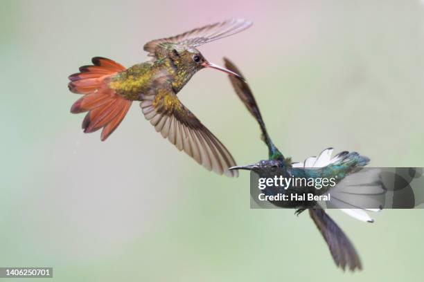 rufous-tailed hummingbird and white-necked jacobin hummingbird male flying - braunschwanzamazilie stock-fotos und bilder