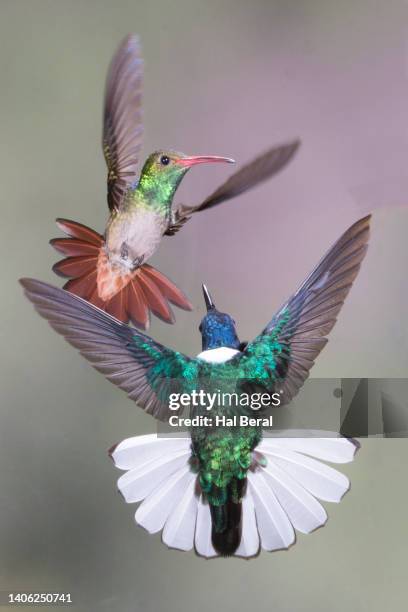 rufous-tailed hummingbird facing off with white-necked jacobin male hummingbird - braunschwanzamazilie stock-fotos und bilder