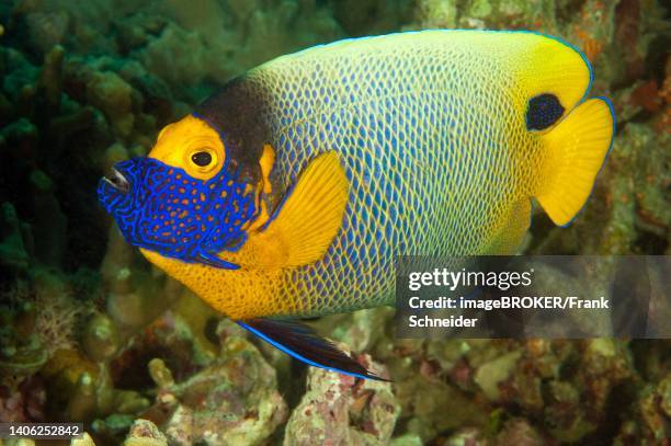 angelfish (pomacanthus xanthometopon), pacific ocean, yap, caroline islands, micronesia - pomacanthus xanthometopon stock pictures, royalty-free photos & images