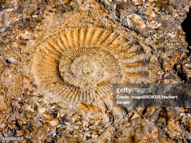 fossil ammonite, el torcal nature reserve, torcal de antequera, malaga province, andalusia, spain - amonite imagens e fotografias de stock