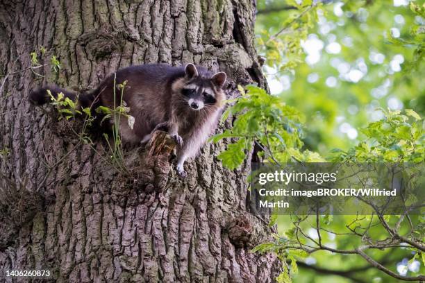 raccoon (procyon lotor), fawn on oak tree, hesse, germany - live oak stock pictures, royalty-free photos & images