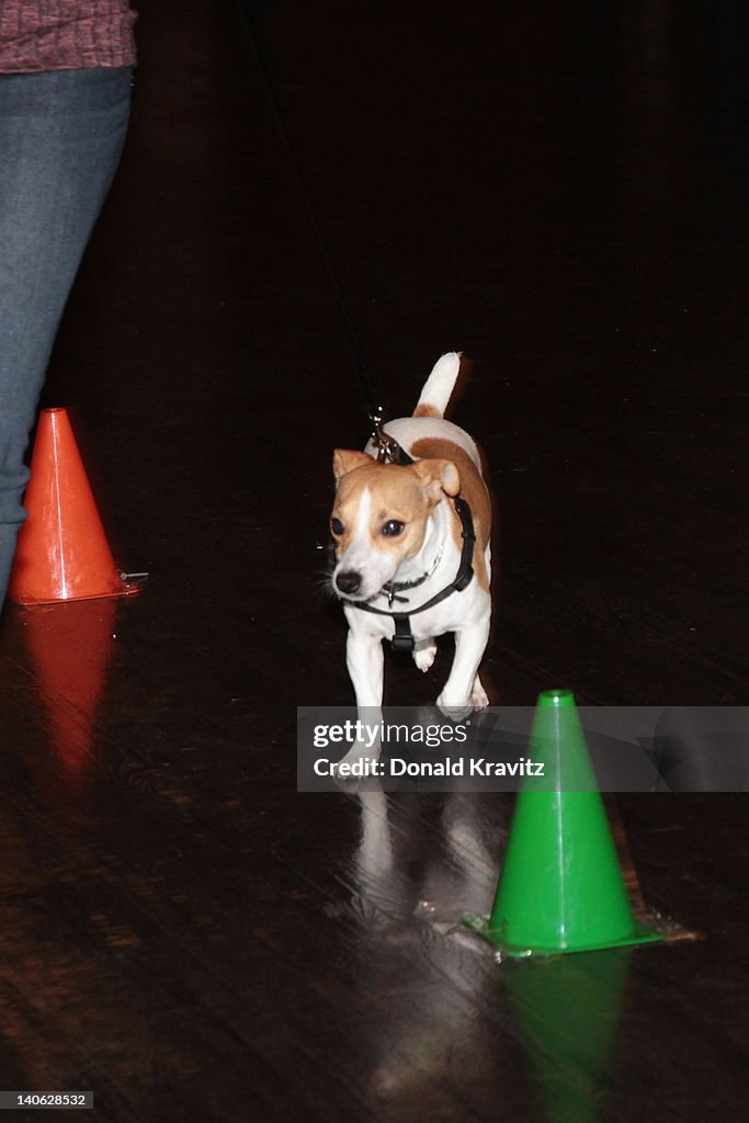 Showboat Atlantic City Celebrates One-Year Of Being The Only Pet-Friendly Casino