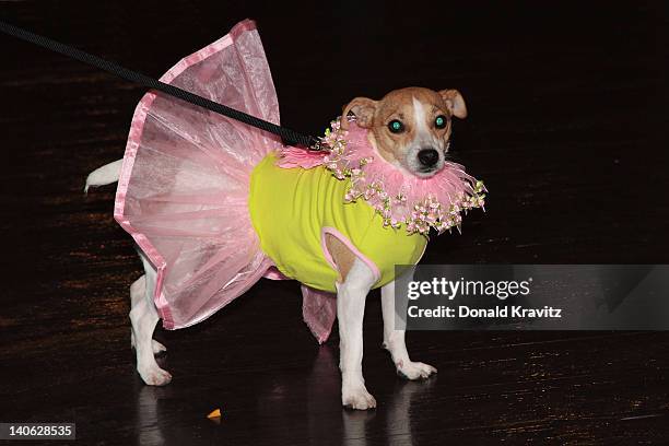 Bella a Jack Russell Terrier in costume attends the one year anniversary of being pet-friendly at the Showboat Atlantic City on March 3, 2012 in...