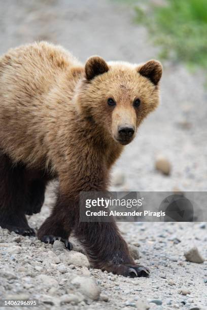 dangerous kamchatka brown bear walks on the rocks and looking at camera - eurasia stockfoto's en -beelden