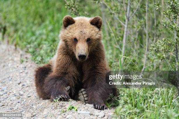 a cute portrait of a dangerous kamchatka brown bear sitting on the stones against a green forest and looking into the camera - eurasia stockfoto's en -beelden