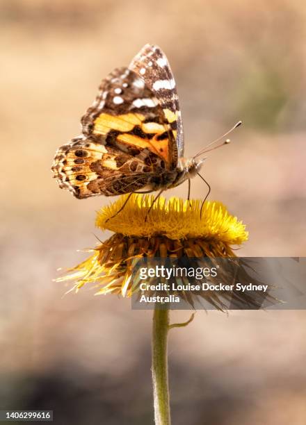 australian paintedlady butterfly on a everlasting daisy flower - louise docker sydney australia stock pictures, royalty-free photos & images