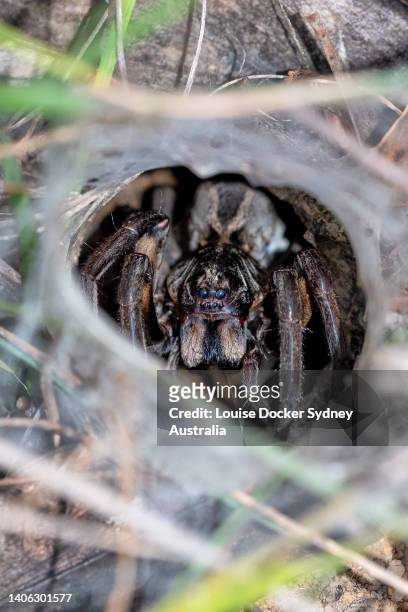 a close up of a wolf spider in her burrow - louise docker sydney australia stock pictures, royalty-free photos & images