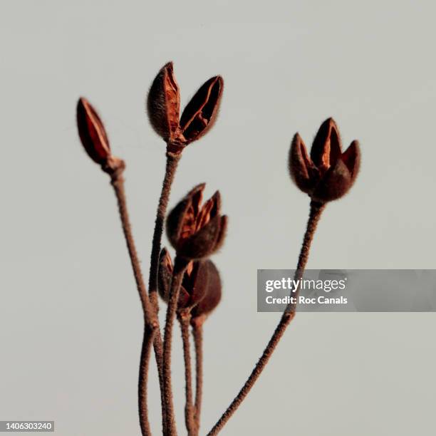 dry flower - dried flower stock pictures, royalty-free photos & images