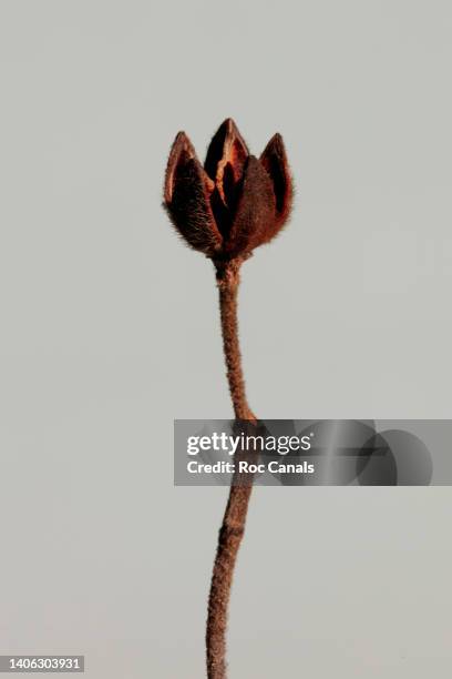 dry flower - fiori appassiti foto e immagini stock