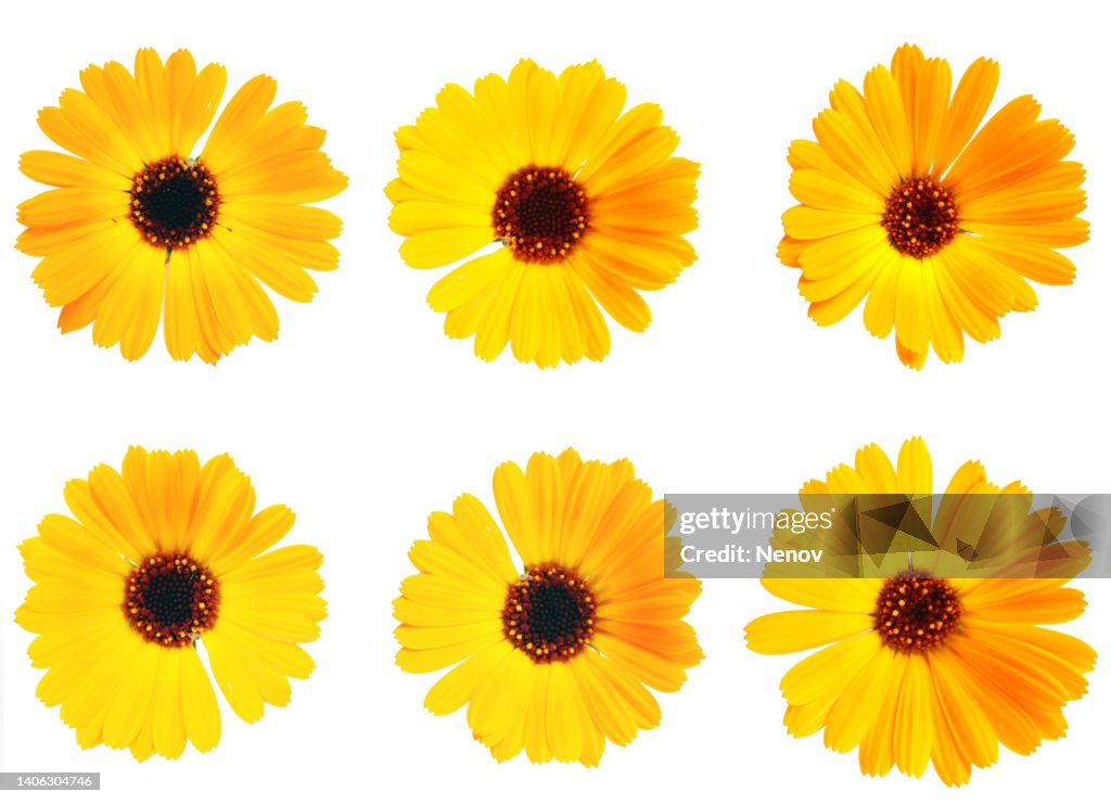 Marigold - Calendula Officinalis On White Background