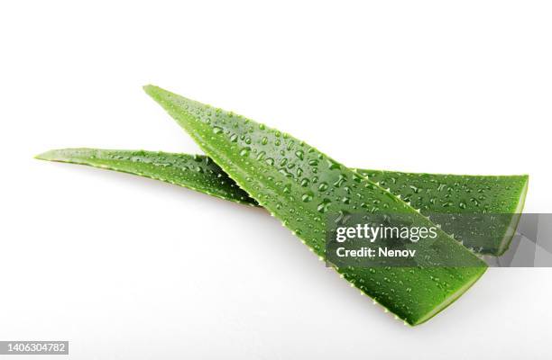 aloe vera - aloe vera plant stock pictures, royalty-free photos & images