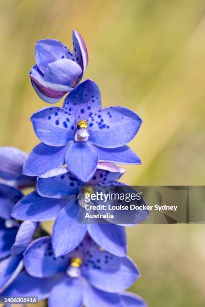a close up of a native dotted sun orchid - louise docker sydney australia stock pictures, royalty-free photos & images