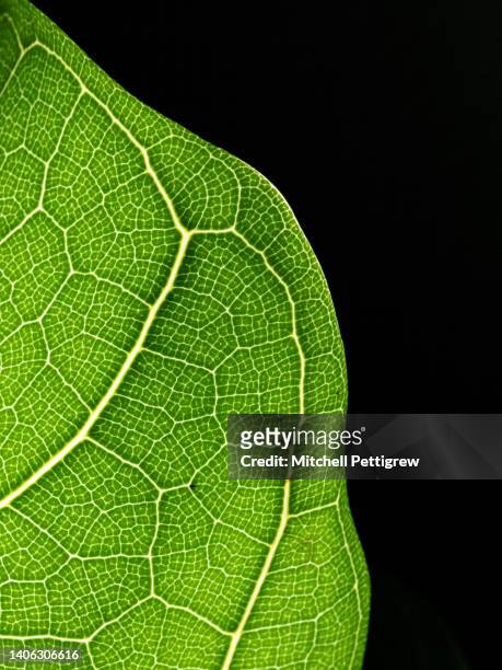 leaf - vein stock pictures, royalty-free photos & images