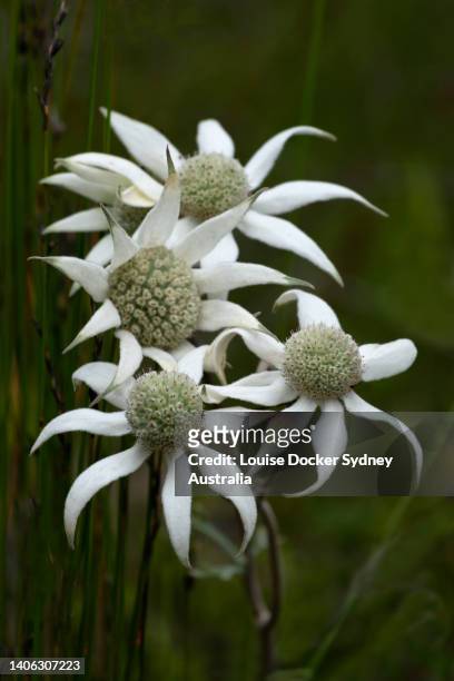 flannel flowers in bloom - louise docker sydney australia stock pictures, royalty-free photos & images