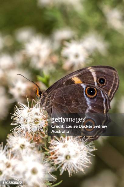 a varied sword-grass brown butterfly on a white kunzea flower - louise docker sydney australia stock pictures, royalty-free photos & images