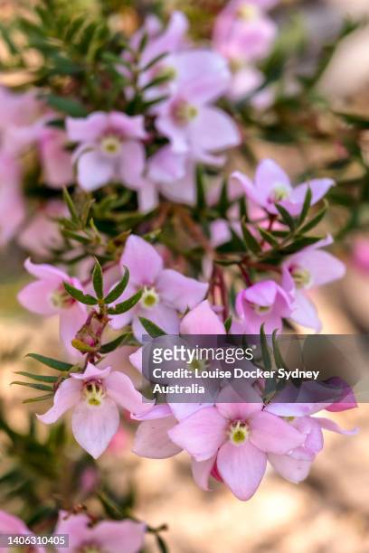 close up of boronia pinnata - louise docker sydney australia stock pictures, royalty-free photos & images