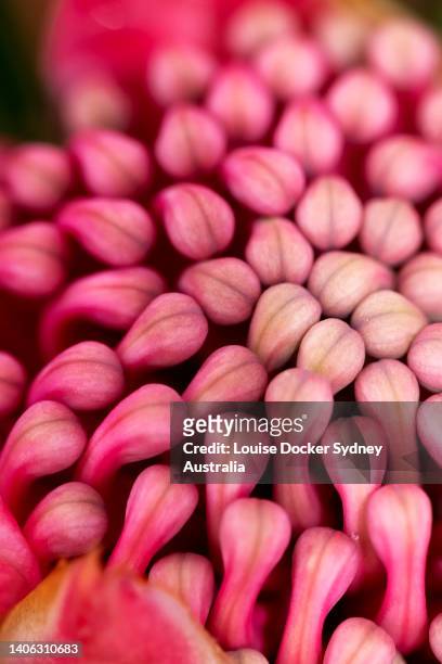 close up of flower head of a waratah - louise docker sydney australia stock pictures, royalty-free photos & images