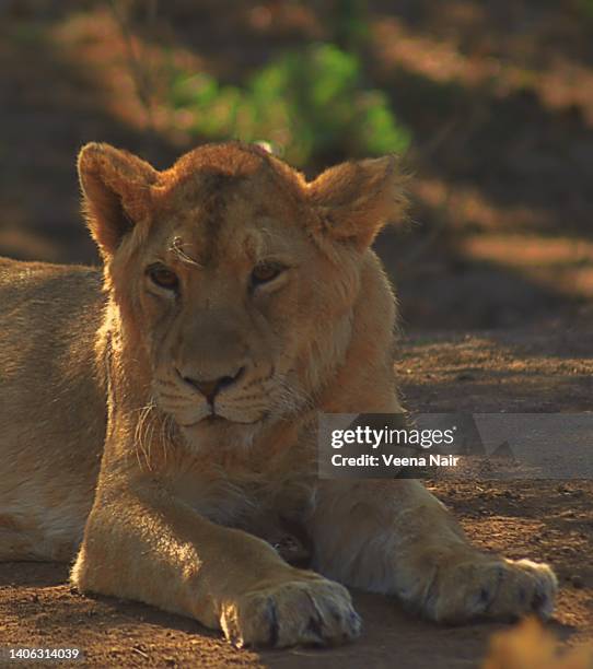 close-up of  an asiatic lion/gir national park/gujarat - ギールフォーレスト国立公園 ストックフォトと画像