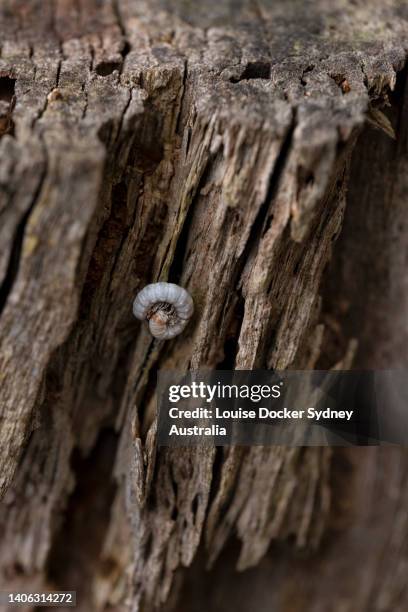 924 Rotting Log Stock Photos, High-Res Pictures, and Images - Getty Images